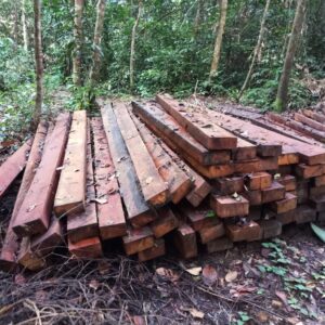 Lire la suite à propos de l’article Exploitation forestière présumée illégale perpétrée dans une forêt communautaire en arrêt et dans les forêts du domaine national dans la région du Sud