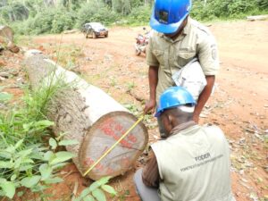 Lire la suite à propos de l’article Synthèses des rapports d’observation indépendante externe des cas d’exploitation forestière présumée illégale au Cameroun – Juin à Août 2019