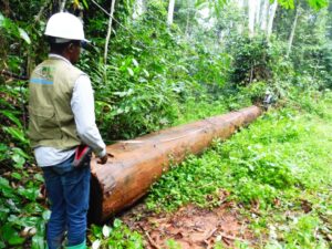 Lire la suite à propos de l’article Des dénonciations d’exploitation forestière illégale via le Système Normalisé d’Observation Indépendante Externe (SNOIE) permettent au gouvernement du Cameroun de recouvrer plus de 15 millions de FCFA sur du bois illégal saisis.